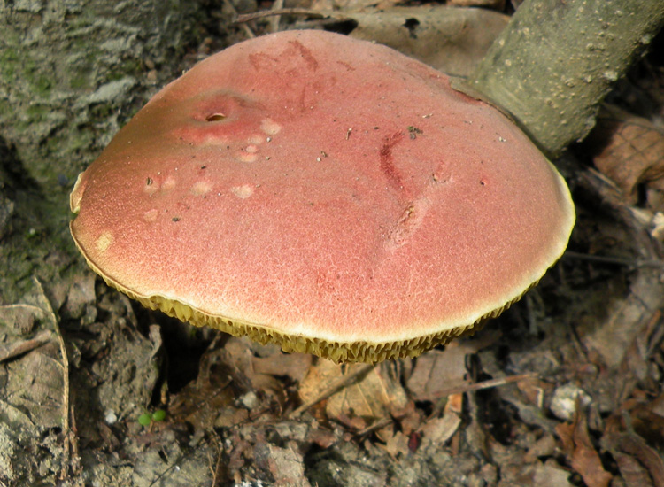 Porcini emiliani: Xerocomus ferrugineus?